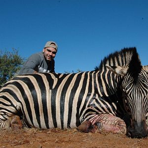 Hunt Zebra in South Africa