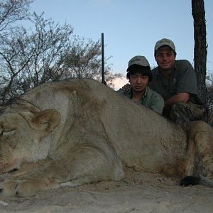 Lioness Hunt in South Africa