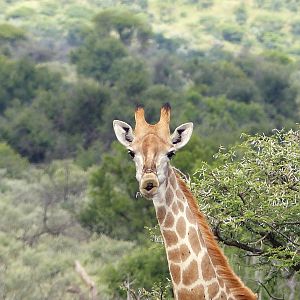 South Africa Giraffe Hartzview Safaris