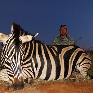 Hunt Zebra in South Africa