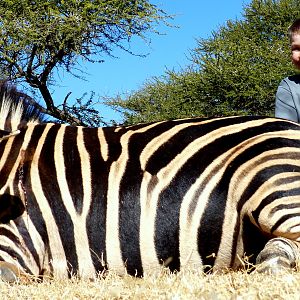 Hunt Zebra in South Africa