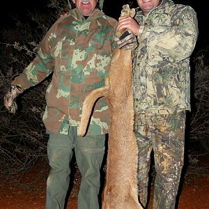 Hunting Caracal in South Africa