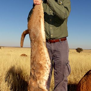 Hunting Caracal in South Africa