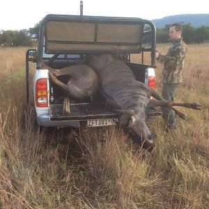 Hunting South Africa Blue Wildebeest