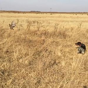 Wing SHooting South AFrica