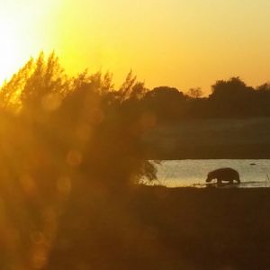 Nature South Africa Hippo