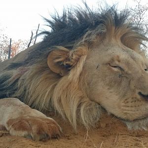 Hunting Lion in South Africa