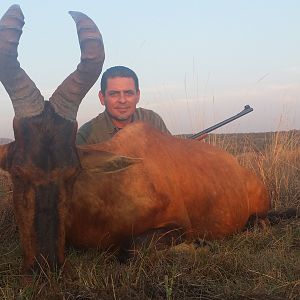 Red Hartebeest Hunt South Africa