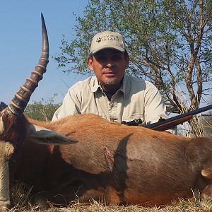 Hunting Blesbok South Africa