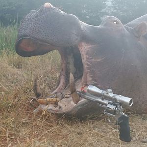 Hippo Hunt In South Africa