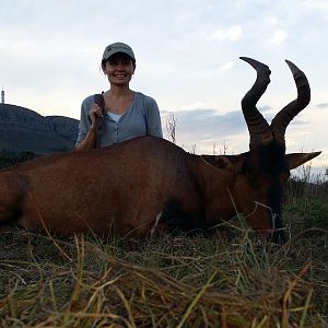 Red Hartebeest Hunt South Africa