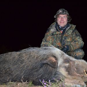 South Africa Bushpig  Hunting