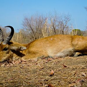 Reedbuck Hunt Burkina Faso