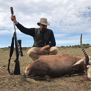 Hunting Blesbok South Africa