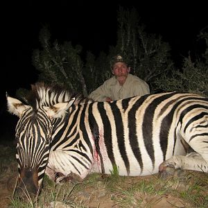 Hunt Zebra in South Africa