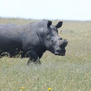 South Africa Dehorned White Rhino