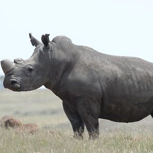 South Africa Dehorned White Rhino