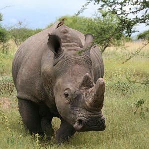 South Africa White Rhino