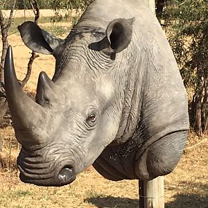 Taxidermy White Rhino Shoulder Mount