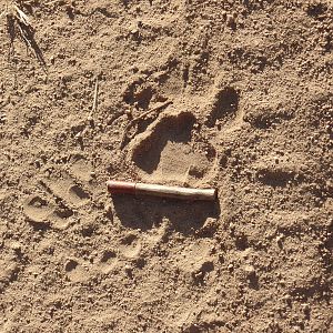 Judging Leopard Tracks