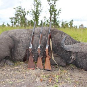 Namibia Hunting Buffalo