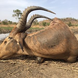 Western Hartebeest Hunt Burkina Faso