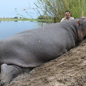 Hippo Hunt In Nambia