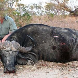 Hunting Buffalo Namibia