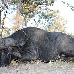 Hunting Buffalo Namibia