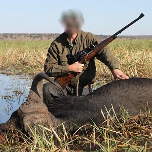 Hunting Buffalo Namibia