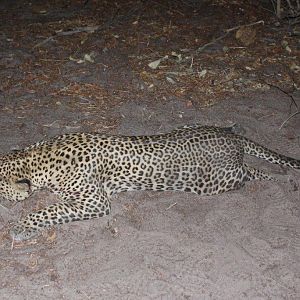 Leopard Hunt Nambia