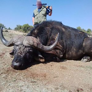 Hunting Buffalo Namibia