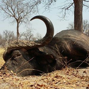 Hunting Buffalo Namibia