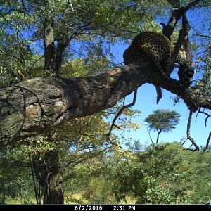 Leopard Nambia