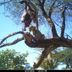 Leopard Nambia