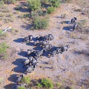 Bwabwata National Park Elephant