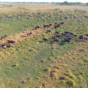 Bwabwata National Park Buffalo