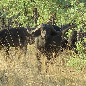 Bwabwata National Park Buffalo