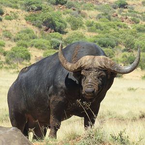 Buffalo Namibia