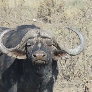 Buffalo Namibia