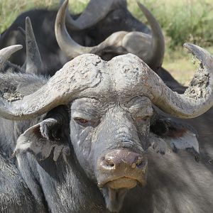 Buffalo Namibia