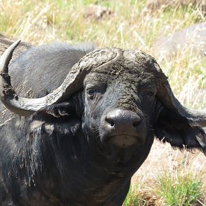 Buffalo Namibia