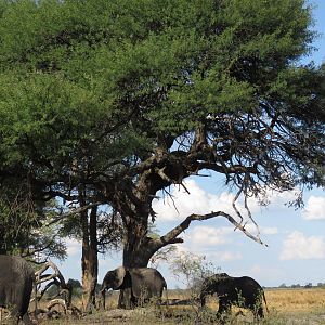 Bwabwata National Park Elephant