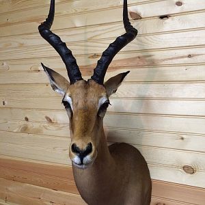 Impala Shoulder Mount Taxidermy