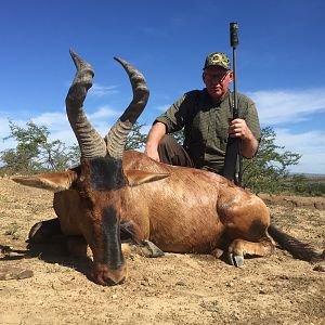 Red Hartebeest Hunt South Africa