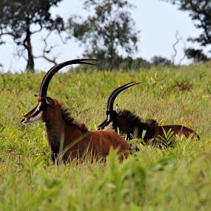 Sable Zambia Wildlife