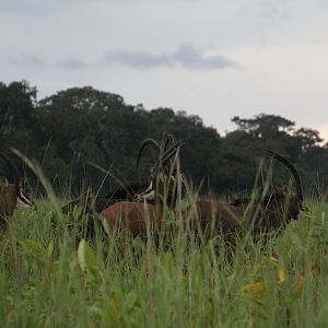 Sable Zambia Wildlife