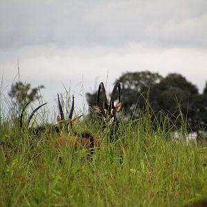 Sable Zambia Wildlife