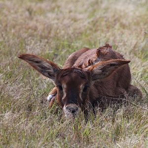 Roan Zambia Wildlife