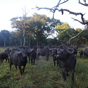 Wildlife Zambia Buffalo